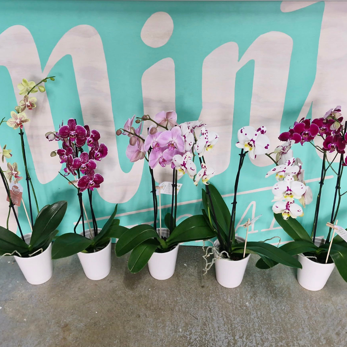 Tropical Orchid Plant - DOUBLE Flowering Stems  (WHANGAREI DELIVERY ONLY)