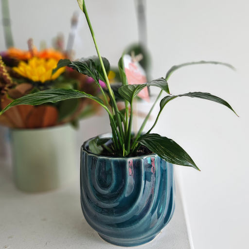 Lush Peace Lily Plant in Textured Ceramic Pot