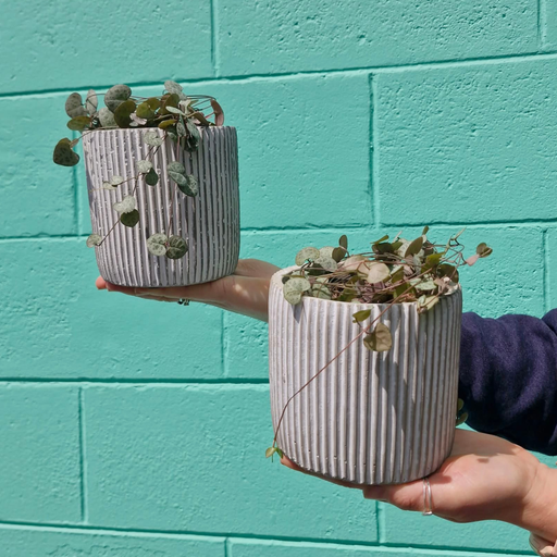 Chain of Hearts in Ceramic Pot