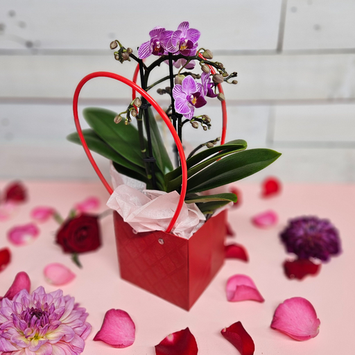 Mini Orchid Plant in ceramic with Red Gift Bag