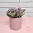 'Sweetness' (Tradescantia cerinthoides) Plant in pink ceramic with Heart