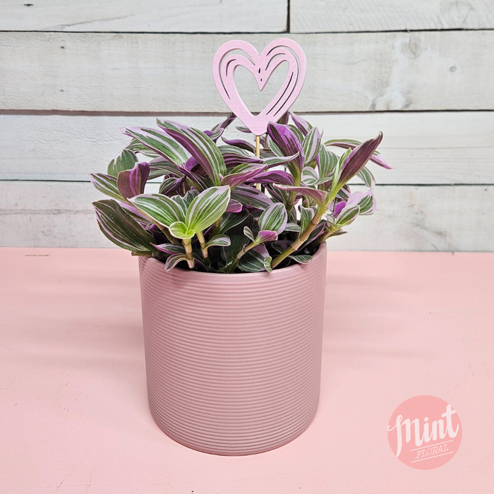 'Sweetness' (Tradescantia cerinthoides) Plant in pink ceramic with Heart