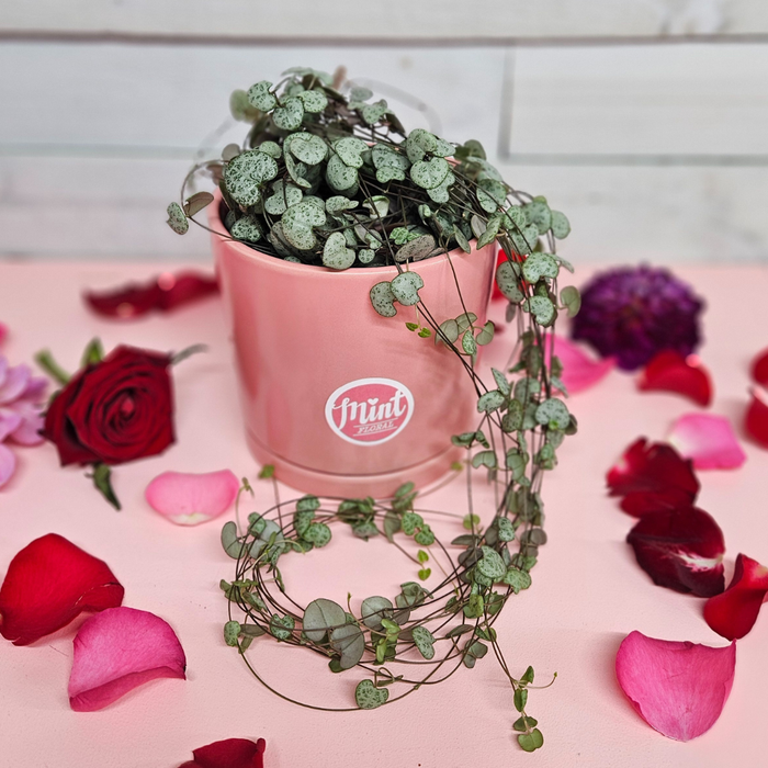 Large Chain of Hearts Plant in Pink Ceramic Pot