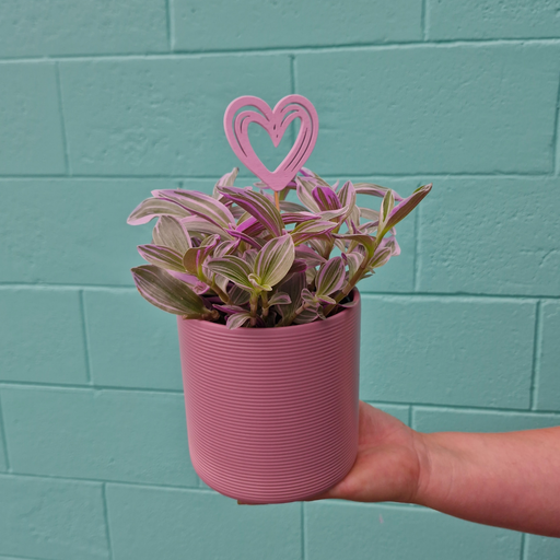 'Sweetness' (Tradescantia cerinthoides) Plant in pink ceramic with Heart