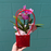 Mini Orchid Plant in ceramic with Red Gift Bag