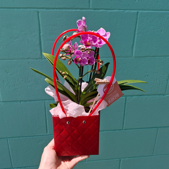 Mini Orchid Plant in ceramic with Red Gift Bag