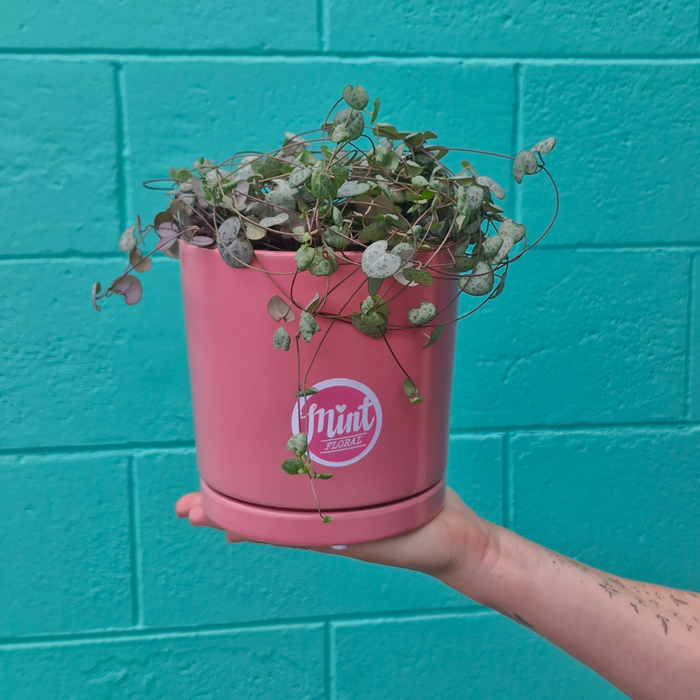 Large Chain of Hearts Plant in Pink Ceramic Pot