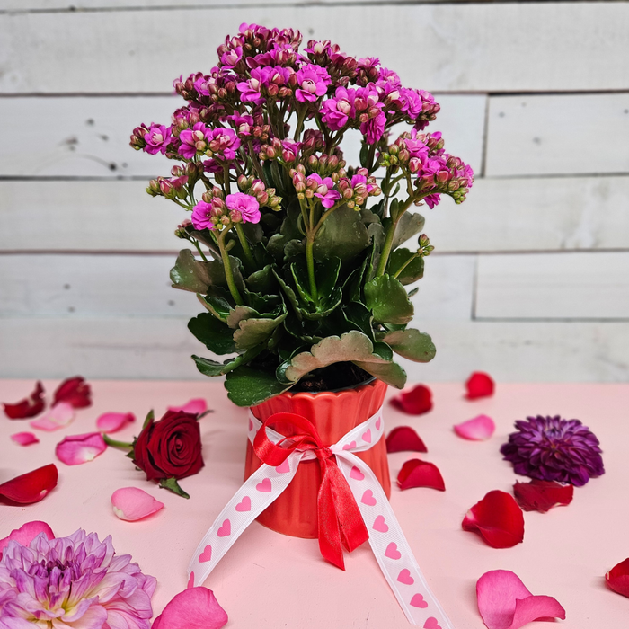 Kalanchoe Plant in Red Ceramic Pot