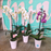 Tropical Orchid Plant - SINGLE Flowering Stem  (WHANGAREI DELIVERY ONLY)