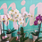 Tropical Orchid Plant - SINGLE Flowering Stem  (WHANGAREI DELIVERY ONLY)