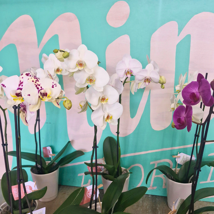 Tropical Orchid Plant - SINGLE Flowering Stem  (WHANGAREI DELIVERY ONLY)