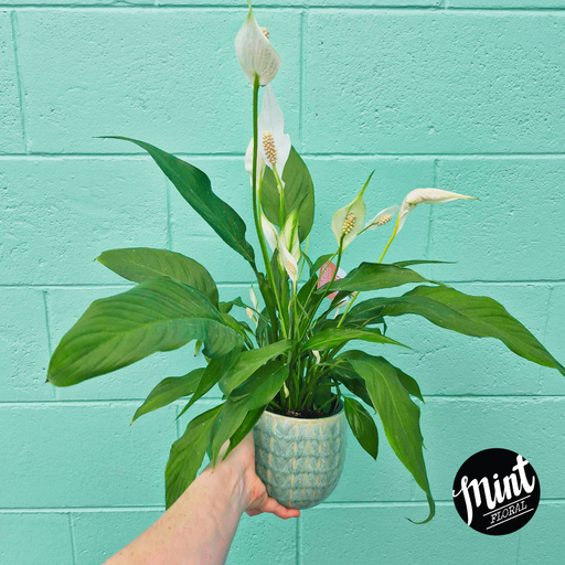 Lush Peace Lily Plant in Blue Stoneware Pot