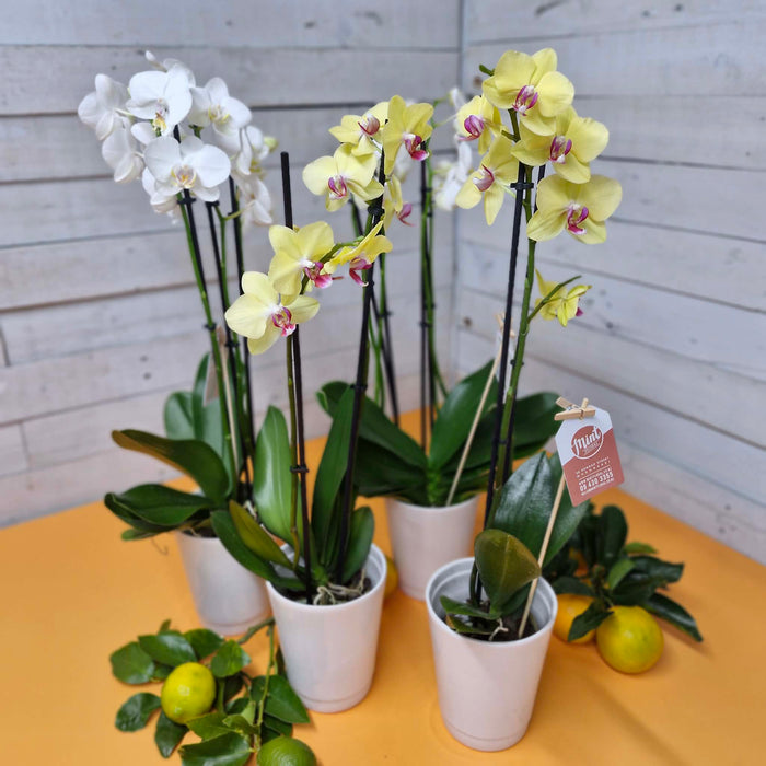 Tropical Orchid Plant - DOUBLE Flowering Stems  (WHANGAREI DELIVERY ONLY)