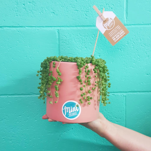 Large String of Pearls Plant in Watermelon Ceramic Pot