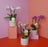 Mini Orchid Plant in Pink Ceramic Pot