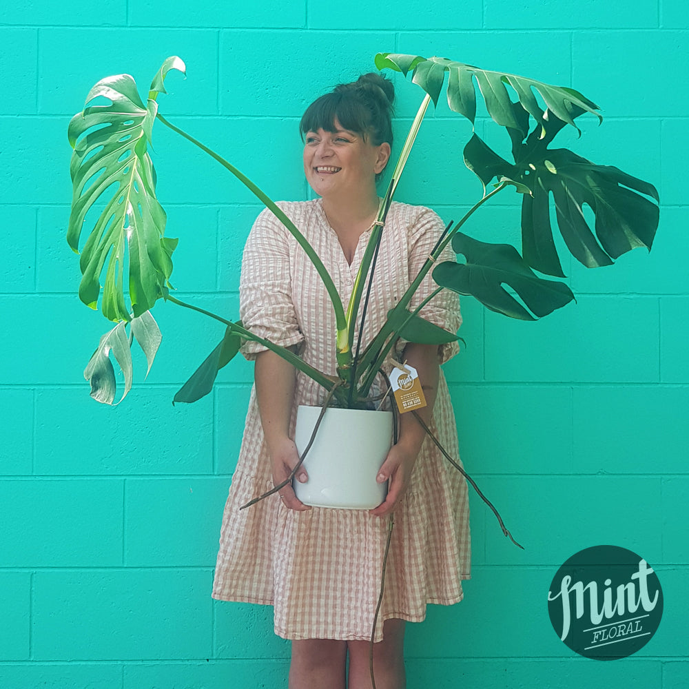 monstera plant costume XL Monstera in White Ceramic Pot — Mint Floral NZ