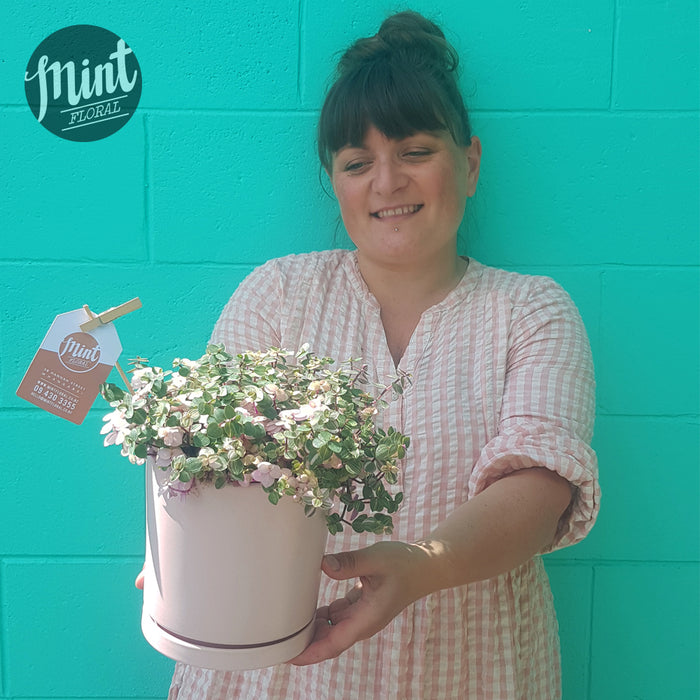 XL Pink Bubbles Plant in Pink Ceramic Pot
