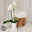 White Tropical Orchid Plant - DOUBLE Flowering Stems (WHANGAREI DELIVERY ONLY)