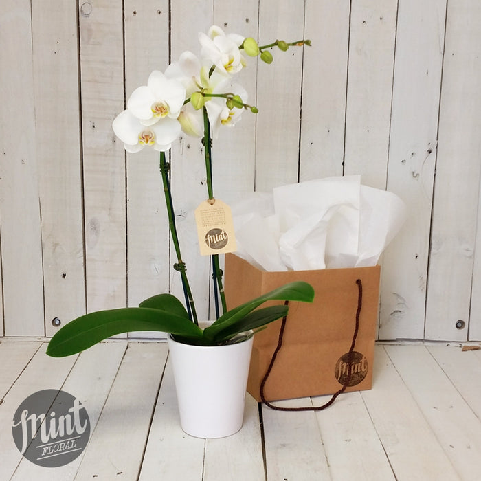 White Tropical Orchid Plant - DOUBLE Flowering Stems (WHANGAREI DELIVERY ONLY)